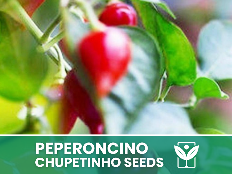 Peperoncino Chupetinho – 50 Semi – Chupetinho Pepper Seeds, Raro, Alta Qualità, Ornamentale, Facile da Coltivare, Alta Germinabilità, Non-GMO