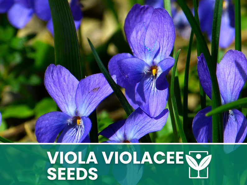 Viola Flowers 30 seeds (Violaceae) – high germination flower seeds – selected quality seeds