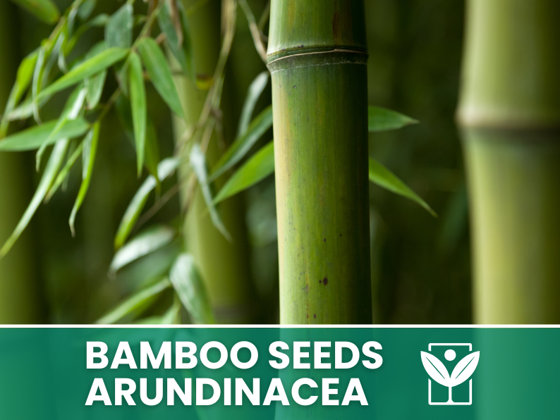 10 seeds Bambu' ARUNDINACEA bamboo Seeds - rare seeds - high quality selected seeds
