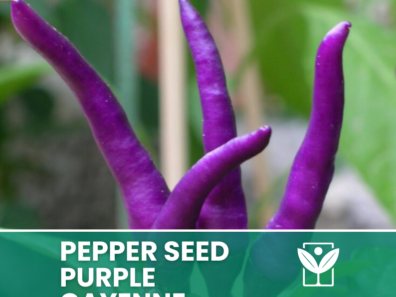 50 seeds PEPERONCINO-PURPLE CAYENNE + free rare chili seeds - high quality selected seeds - top ornamental plant