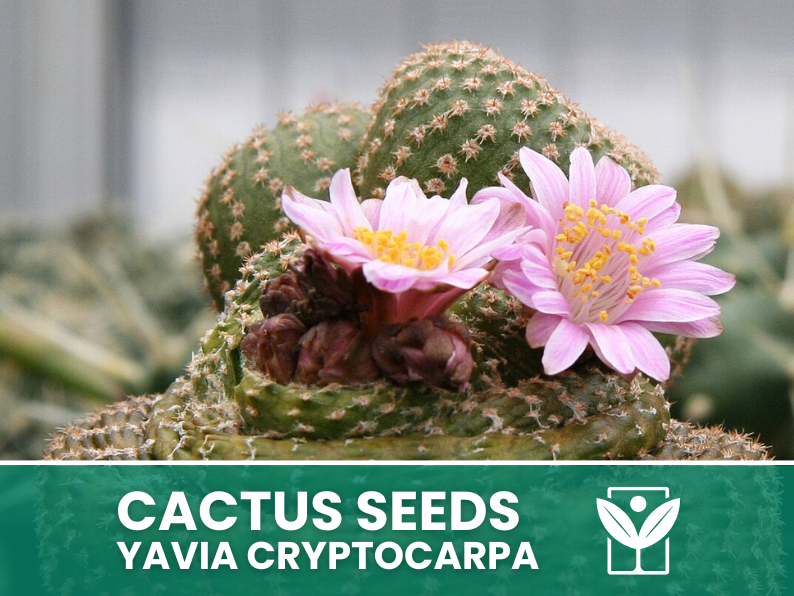 Yavia Cryptocarpa – 10 Semi – Cactus Seeds, Pianta Succulenta, Cactaceae, Fiore, Alta Germinabilità - Botanis - Vendita semi online di piante rare