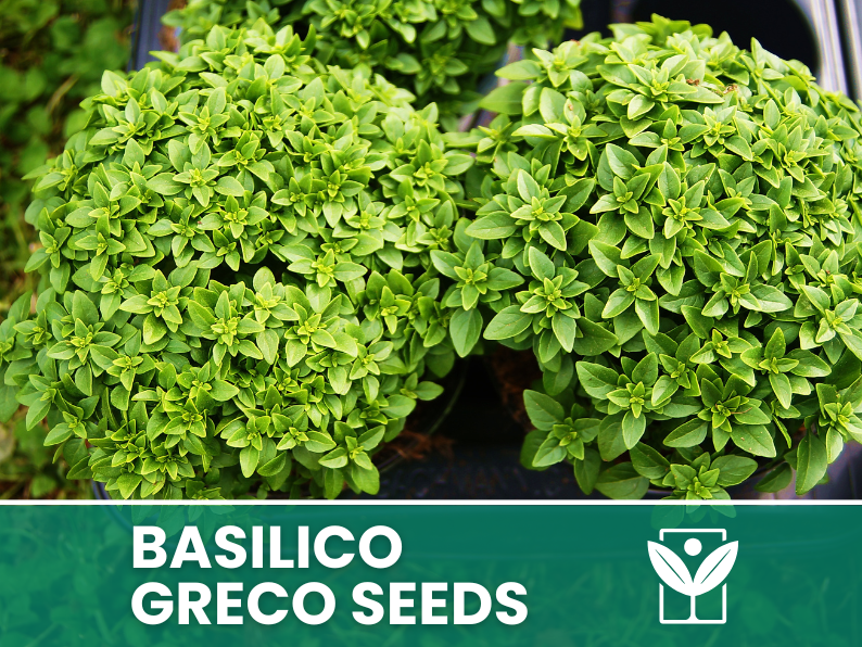 Basilico Greco a Palla – 100 Semi – Rare Greek Basil Seeds, Compatto e Sferico, Aroma Intenso, Orto e Balcone, Facile da Coltivare, Alta Germinabilità, Non-GMO