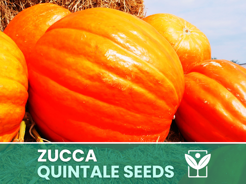 Zucca Gigante Quintale – 30 Semi – Heirloom Pumpkin Seeds, Taglia XXL, Orto, Polpa Arancione, Facile da Coltivare, Non-GMO, Alta Germinabilità - Botanis - Vendita semi online di piante rare