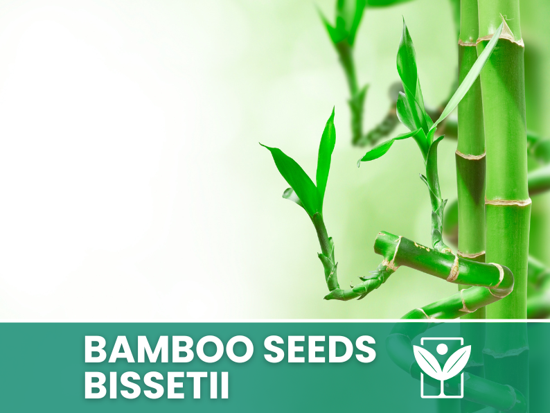 Bambù Bissetii – 10 Semi – Bissetii Bamboo Seeds, Raro, Resistente, Alta Germinabilità, Non-GMO - Botanis - Vendita semi online di piante rare