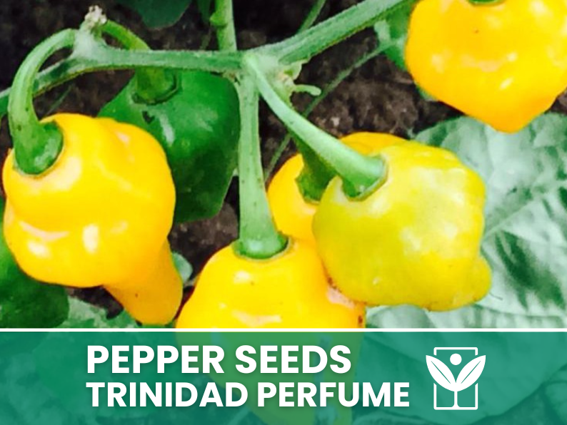 Peperoncino Trinidad Perfume – 50 Semi – Trinidad Perfume Pepper Seeds, Raro, Alta Qualità, Ornamentale, Facile da Coltivare, Alta Germinabilità, Non-GMO - Botanis - Vendita semi online di piante rare