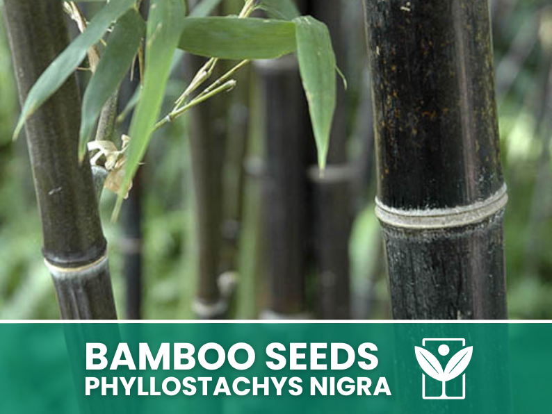 Bambù Nero – 10 Semi – Black Bamboo Phyllostachys Nigra Seeds, Raro, Ornamentale, Alta Germinabilità, Non-GMO - Botanis - Vendita semi online di piante rare