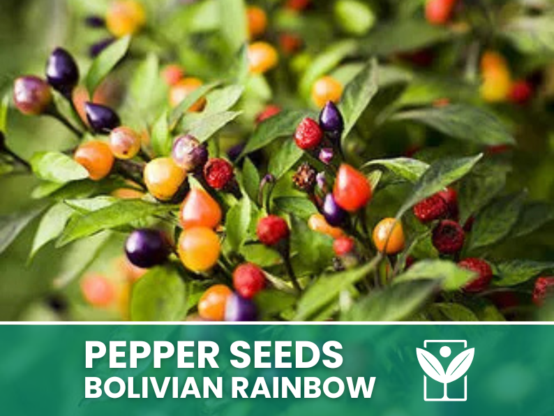 Peperoncino Bolivian Rainbow – 50 Semi – Bolivian Rainbow Pepper Seeds, Raro, Alta Qualità, Ornamentale, Facile da Coltivare, Alta Germinabilità, Non-GMO - Botanis - Vendita semi online di piante rare