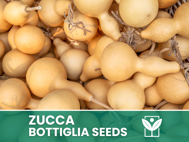 HORTUS Seeds of PUMPKIN bottle - GIANT - Selected - Hortus Seeds - High Germinability - Rare Seeds