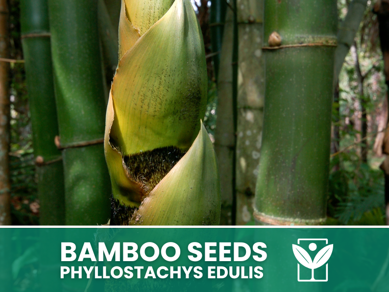 Bambù Gigante – 10 Semi – Giant Bamboo Phyllostachys Edulis Seeds, Raro, Crescita Vigorosa, Non-GMO - Botanis - Vendita semi online di piante rare
