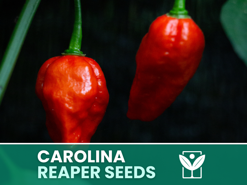 Carolina Reaper Red Pepper – 50 Seeds – Carolina Reaper Red Pepper Seeds, Rare, Ornamental, Premium Quality, Hand Selected, Non-GMO