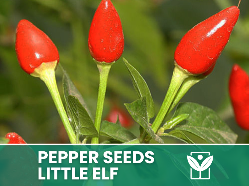 Peperoncino Little Elf – 50 Semi – Little Elf Pepper Seeds, Raro, Alta Qualità, Ornamentale, Facile da Coltivare, Alta Germinabilità, Non-GMO - Botanis - Vendita semi online di piante rare