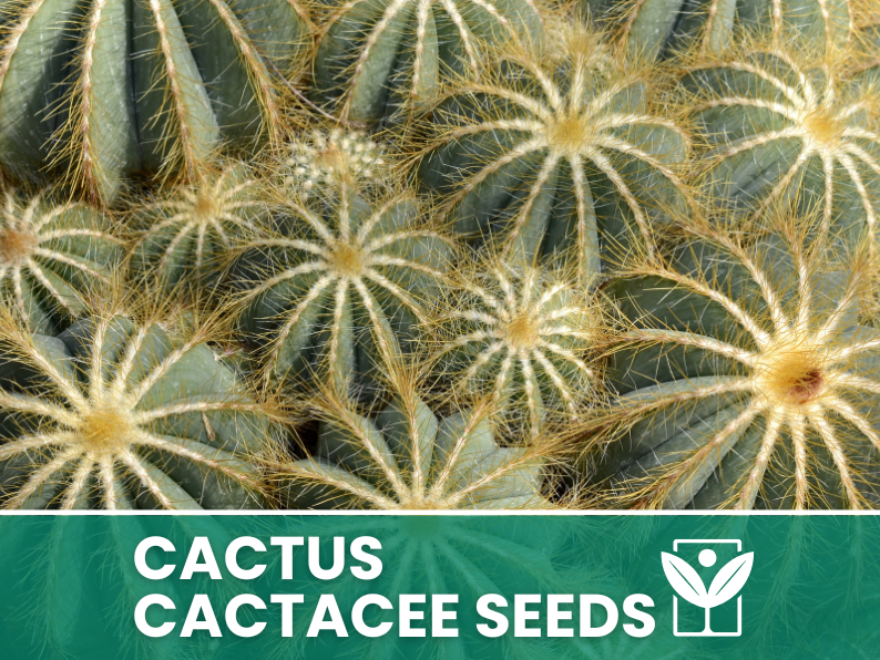 HORTUS Seeds of CACTACEAE succulent plants - very rare - giant - Selected - Hortus Seeds - High Germinability - Rare Seeds