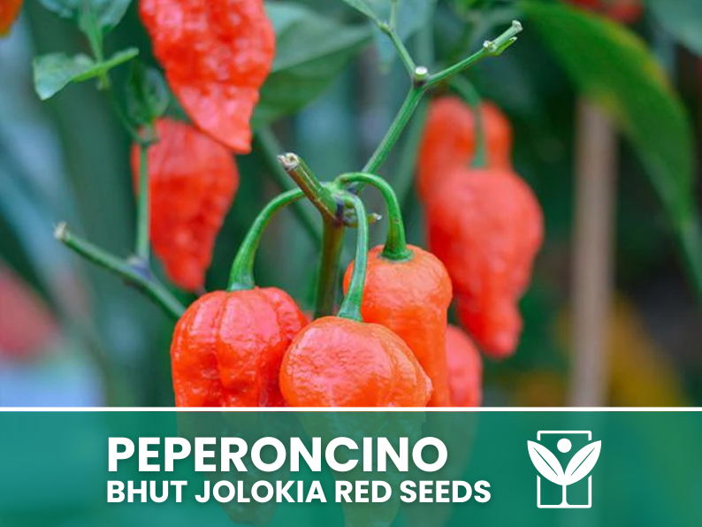 50 rare seeds Chili Pepper BHUT JOLOKIA RED + free seeds rare chili - high quality selected seeds - top ornamental plant