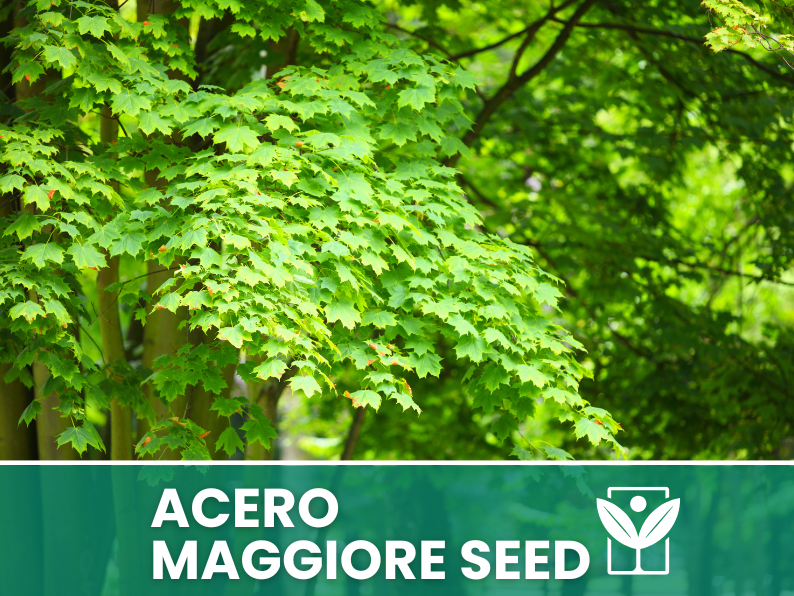 Acer Pseudoplatanus 10 semi (Acero Maggiore) - Semi Rari di Alta Qualità e germinabilità