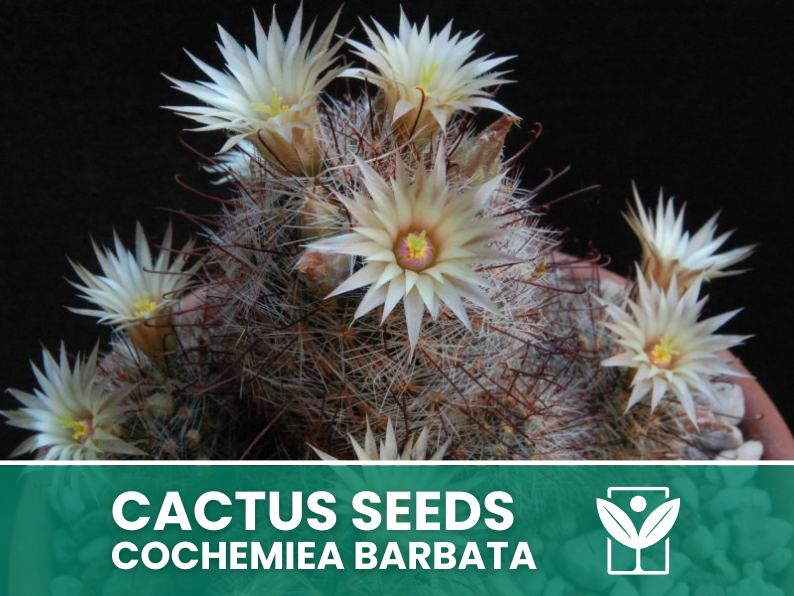 Cochemiea Barbata – 10 Semi – Cactus Seeds, Pianta Succulenta, Cactaceae, Fiore, Alta Germinabilità - Botanis - Vendita semi online di piante rare