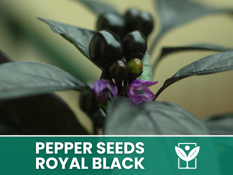 Peperoncino Royal Black – 50 Semi – Royal Black Pepper Seeds, Raro, Ornamentale, Facile da Coltivare, Alta Germinabilità, Non-GMO