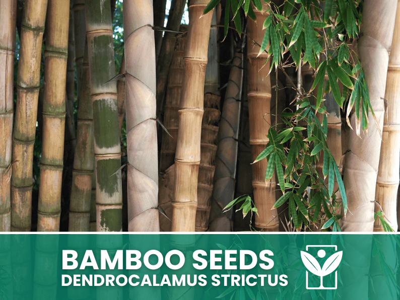 10 SEEDS selected BAMBOO Dendrocalamus Strictus"Giant Bamboo - rare seeds - high quality selected seeds