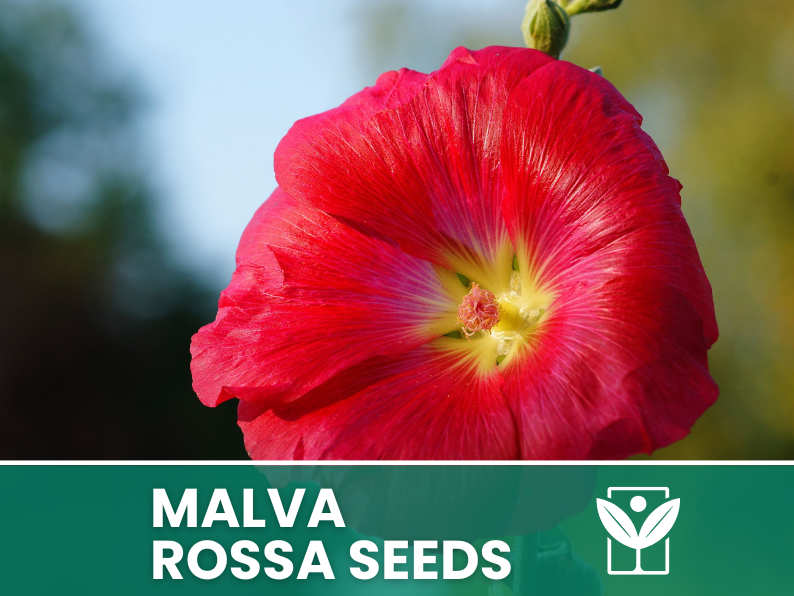 Red Mallow 10 seeds – High Germination, Selected Ornamental Flower Seeds