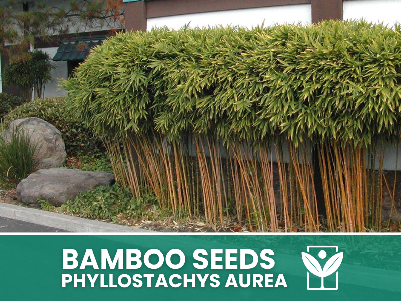 Bambù Dorato – 10 Semi – Golden Bamboo Phyllostachys Aurea Seeds, Raro, Decorativo, Facile da Coltivare, Non-GMO - Botanis - Vendita semi online di piante rare