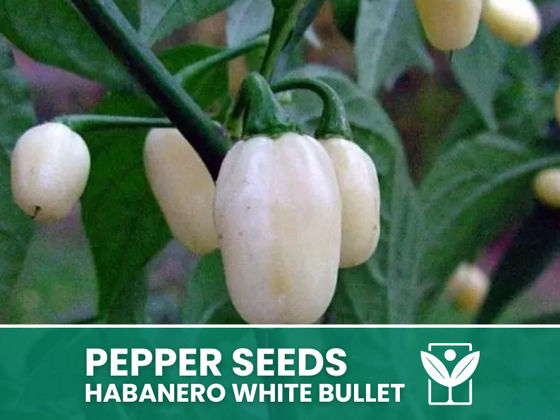 Peperoncino Habanero White Bullet – 50 Semi – Habanero White Bullet Pepper Seeds, Raro, Alta Qualità, Facile da Coltivare, Alta Germinabilità, Non-GMO