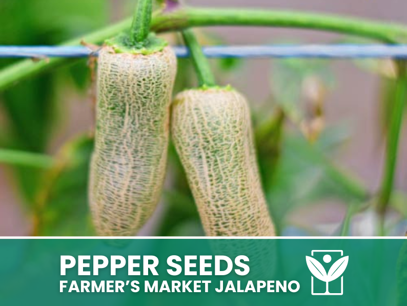 50 rare seeds of FARMER'S MARKET JALAPENO Chili Pepper + free rare chili seeds - high quality selected seeds - top ornamental plant