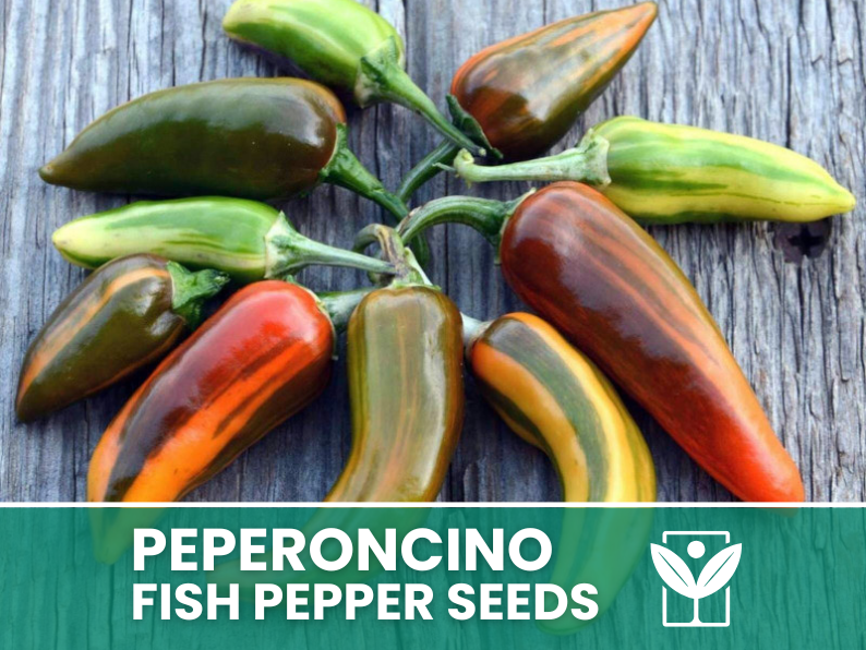 Peperoncino Fish Pepper – 50 Semi – Fish Pepper Seeds, Heirloom Variegated, Ornamentale e Piccante, Frutti Striati, Facile da Coltivare, Alta Germinabilità, Non-GMO - Botanis - Vendita semi online di piante rare