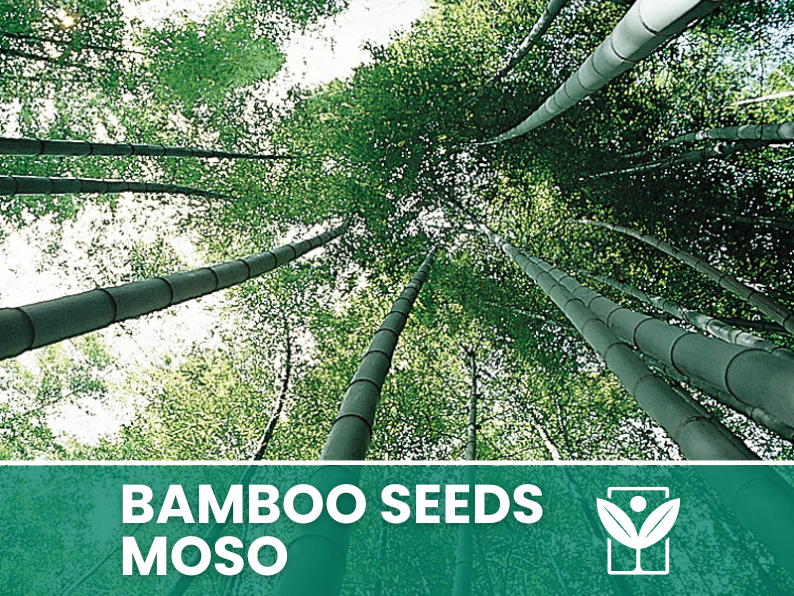 Bambù Moso – 10 Semi – Moso Bamboo Phyllostachys Pubescens Seeds, Gigante, Edile, Alta Germinabilità, Non-GMO