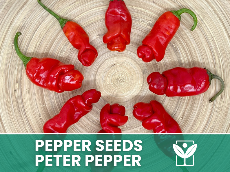 Peperoncino Peter Pepper – 50 Semi – Peter Pepper Seeds, Raro, Forma Insolita, Facile da Coltivare, Alta Germinabilità, Non-GMO - Botanis - Vendita semi online di piante rare