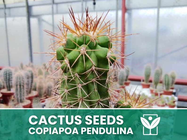 10 seeds of CACTUS copiapoa pendulina - SUCCULENT PLANTS - succulents - cactaceae - flower seeds - high germination - seeds