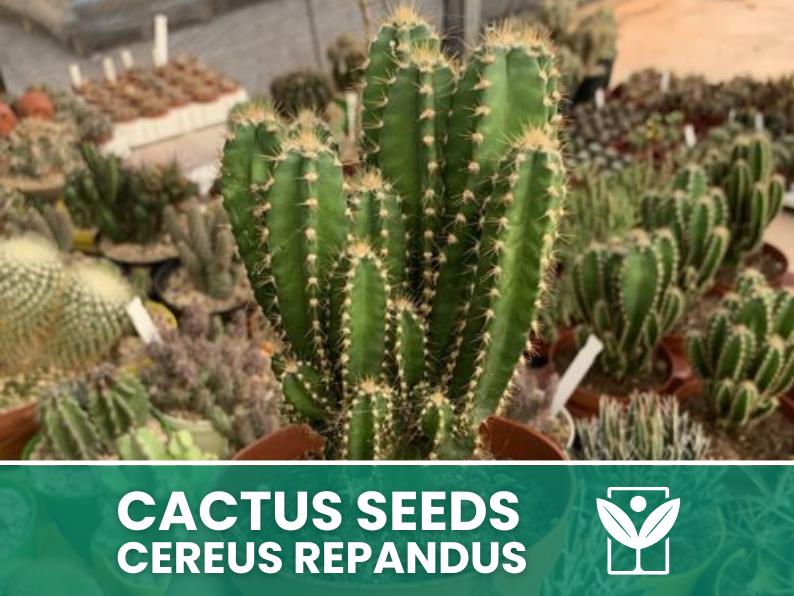 Cereus Repandus – 10 Semi – Cactus Seeds, Pianta Succulenta, Cactaceae, Fiore, Alta Germinabilità - Botanis - Vendita semi online di piante rare