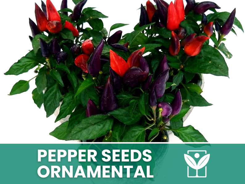 Peperoncino Ornamentale – 50 Semi – Giant Ornamental Pepper Seeds, Selezionati, Alta Germinabilità, Non-GMO - Botanis - Vendita semi online di piante rare