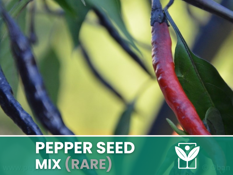 Peperoncini Vari – 50 Semi (10 Tipi) – Assorted Rare Pepper Seeds, Alta Qualità, Ornamentali, Facile da Coltivare, Alta Germinabilità, Non-GMO - Botanis - Vendita semi online di piante rare