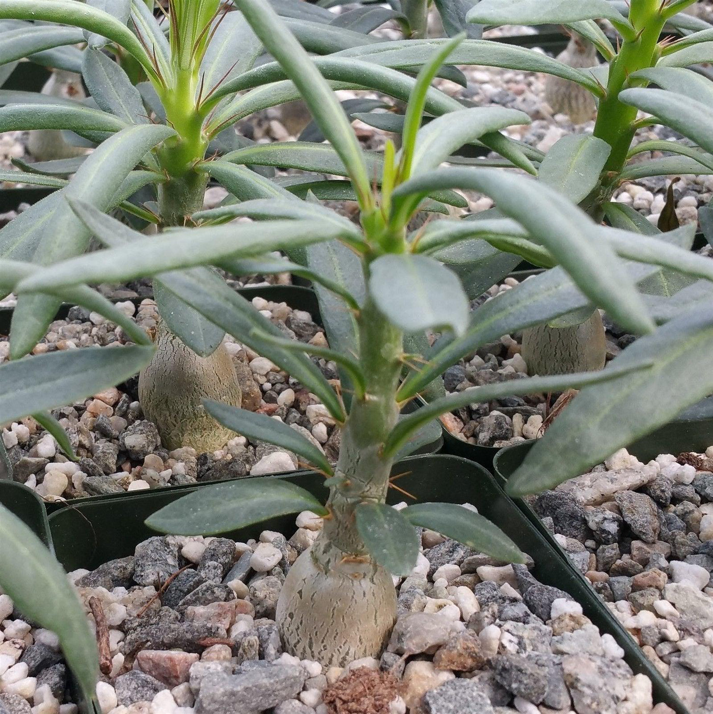 Pachypodium succulentum - 10 Semi – Alta Germinabilità, Varietà Selezionata, Non-GMO