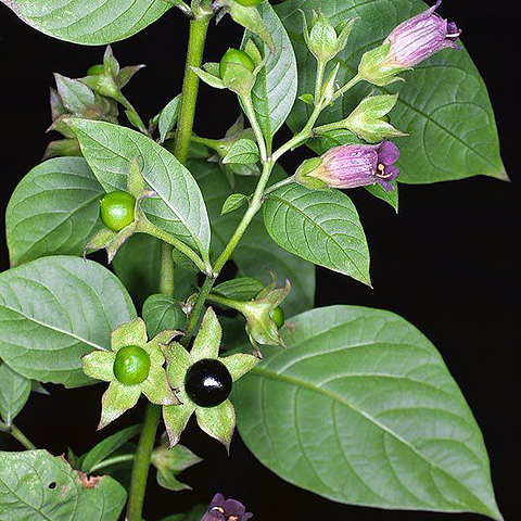 Belladonna – 10 Semi, Pianta Antica, Alcaloide, Raro, Facile da Coltivare, Alta Germinabilità, Non-GMO