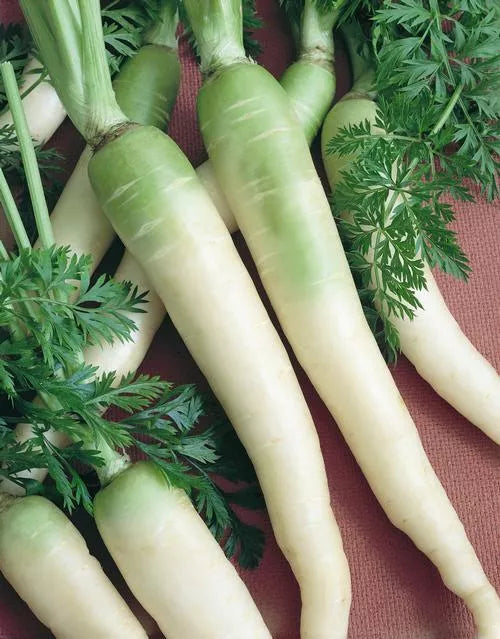 Carota Lunar White – 50 Semi, Bianco Avorio, Croccante, Senza Pigmenti, Facile da Coltivare, Alta Germinabilità, Non-GMO