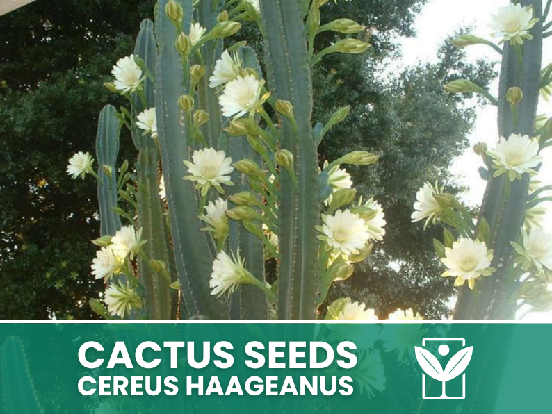 Cereus Haageanus – 10 Semi – Cactus Seeds, Pianta Succulenta, Cactaceae, Fiore, Alta Germinabilità - Botanis - Vendita semi online di piante rare
