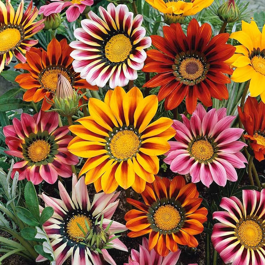 Gazania Mix – 10 Semi, Margherita del Sole, Colori Brillanti, Resistente alla Siccità, Facile da Coltivare, Alta Germinabilità, Non-GMO