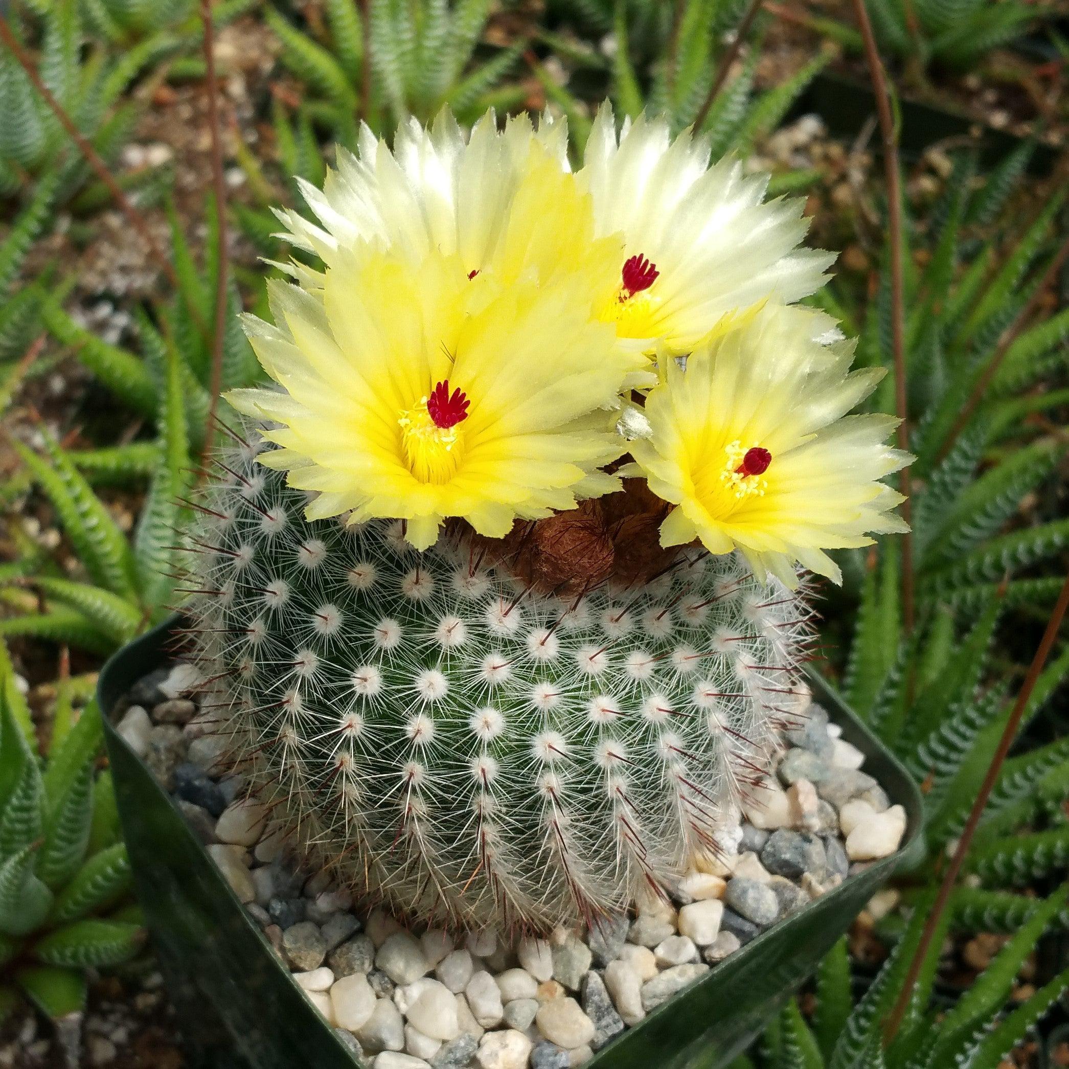 Parodia scopa - 10 Semi – Alta Germinabilità, Varietà Selezionata, Non-GMO