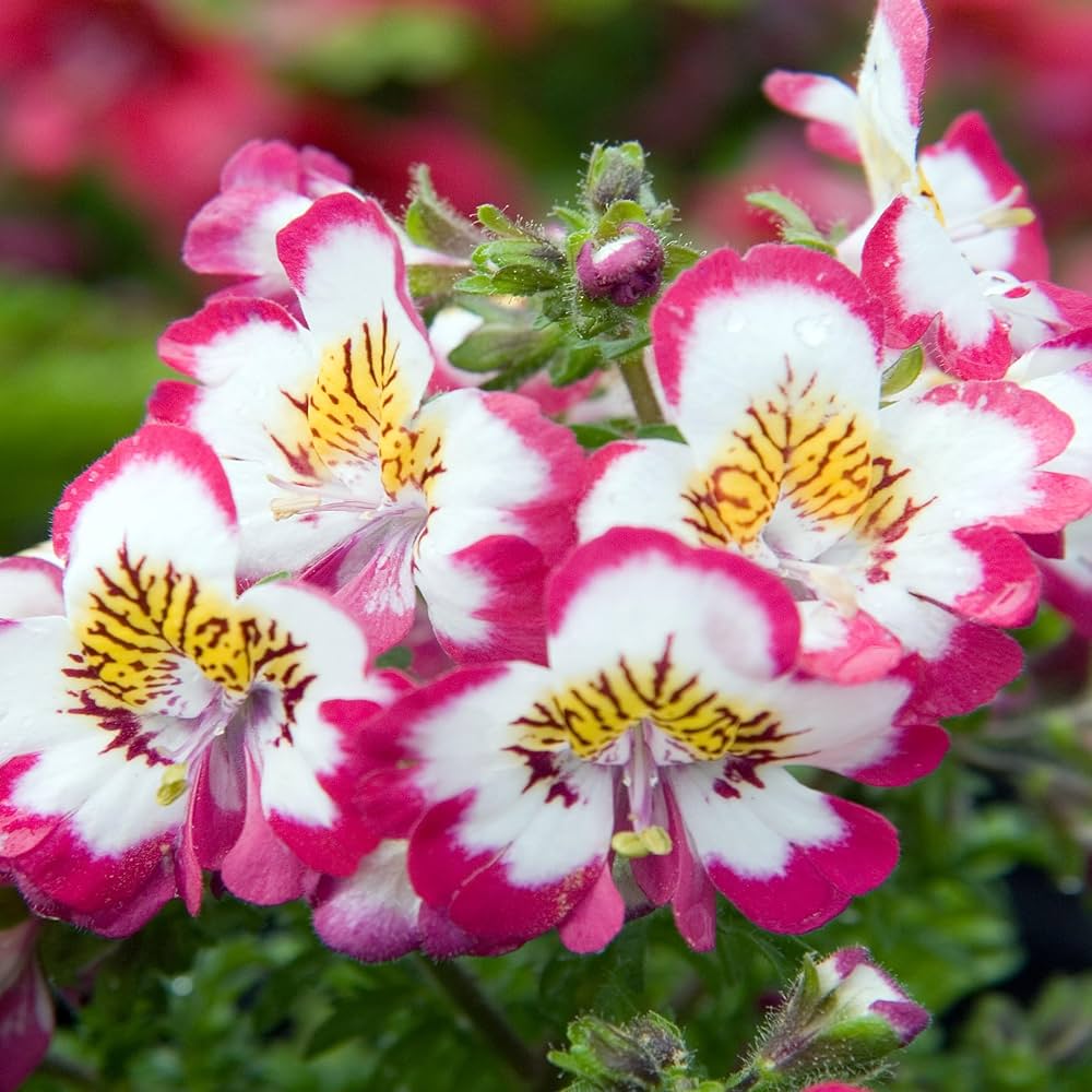 Schizantus (Butterfly Flower) – 10 Seeds, Colorful Flowers, Orchid Effect, Very Decorative, Easy to Grow, High Germination, Non-GMO