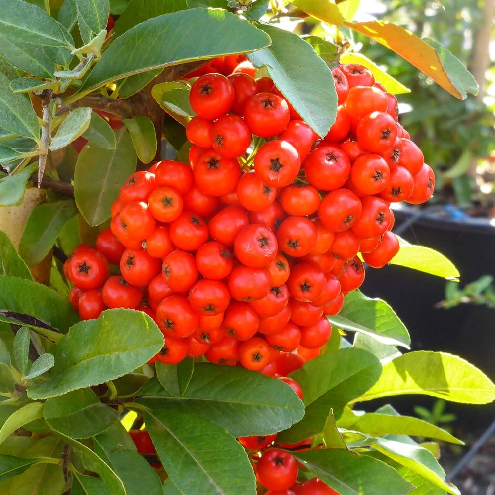 Piracanta Rossa – 10 Semi, Bacche Rosse, Barriera, Facile da Coltivare, Alta Germinabilità, Non-GMO
