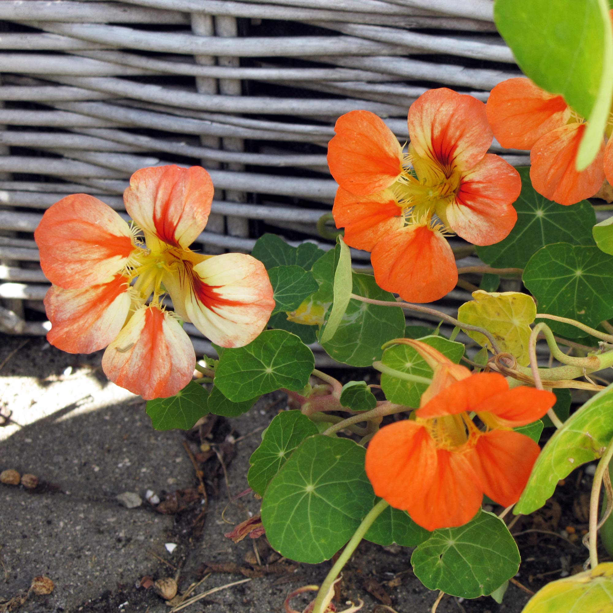 10 Semi di Nasturzio Tropaeolum majus – Semi Freschi, Alta Germinabilità, No-GMO