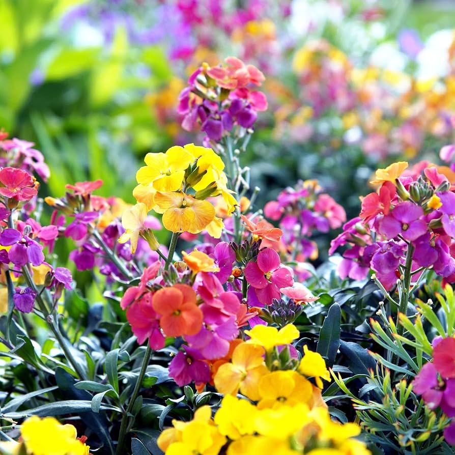 Alhelì de Mar – 10 Semi, Viola, Insetti, Costa, Facile da Coltivare, Alta Germinabilità, Non-GMO