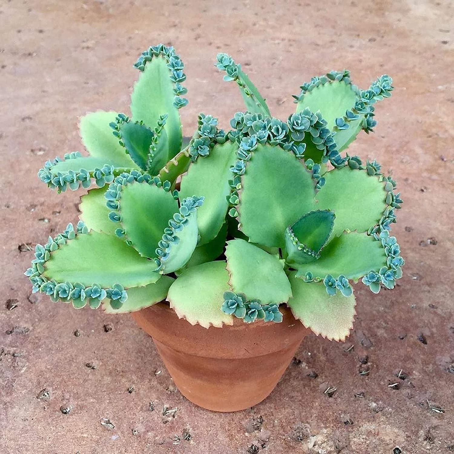Kalanchoe daigremontiana - 10 Seeds – High Germination, Selected Variety, Non-GMO