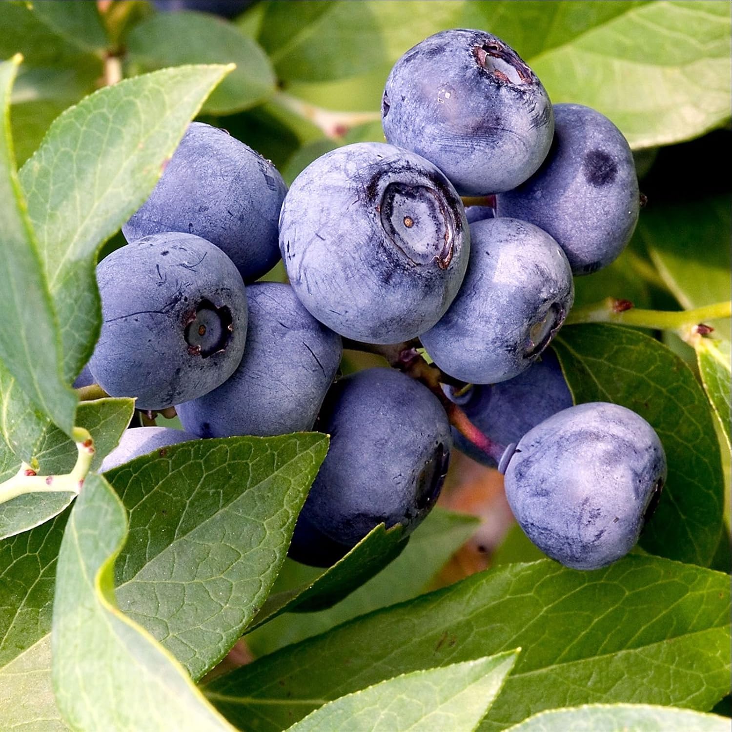 10 Semi di Mirtillo nero selvatico Vaccinium myrtillus – Semi Freschi, Alta Germinabilità, No-GMO