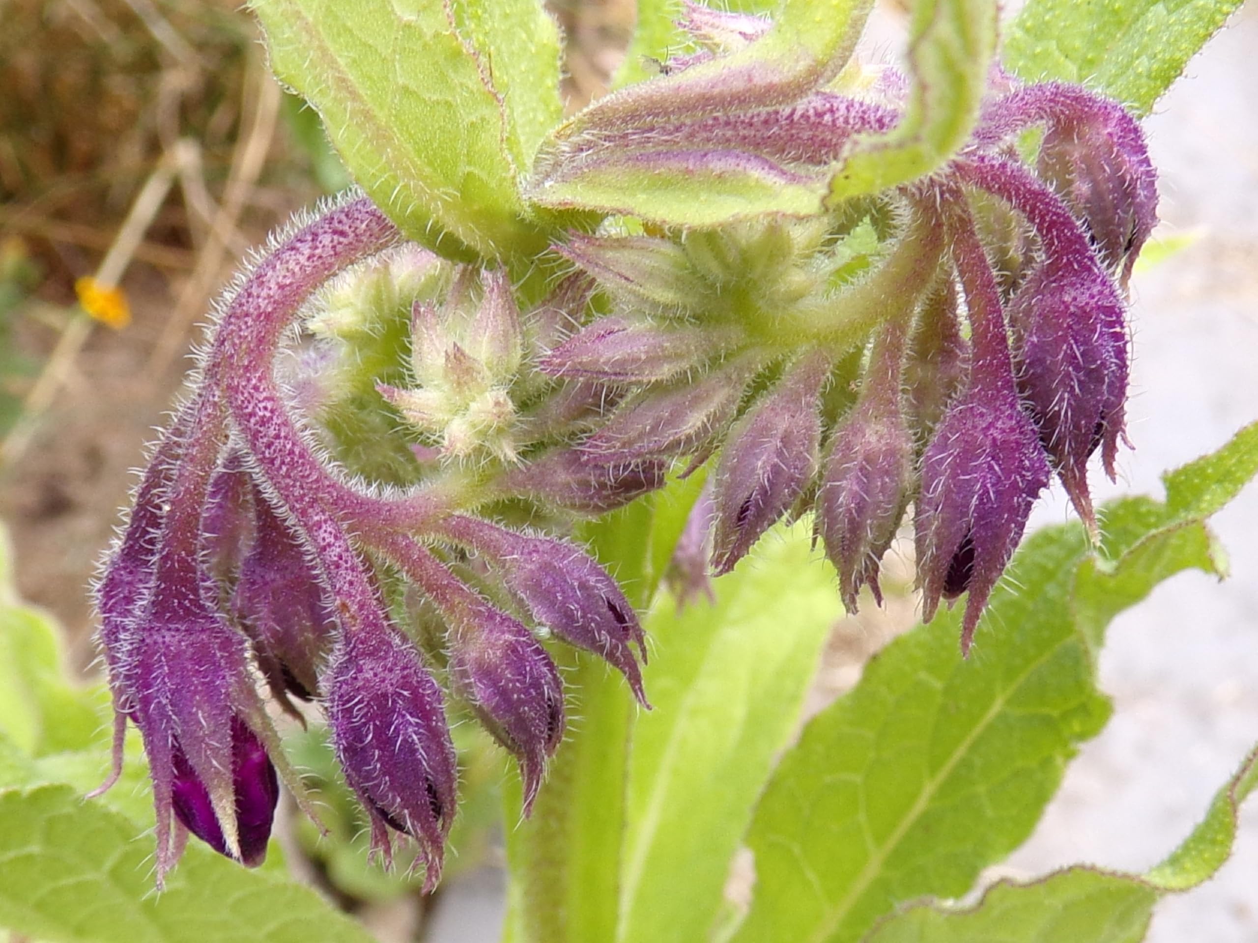 Consuelda – 10 Semi, Fertilizzante, Fiori, Officinale, Facile da Coltivare, Alta Germinabilità, Non-GMO