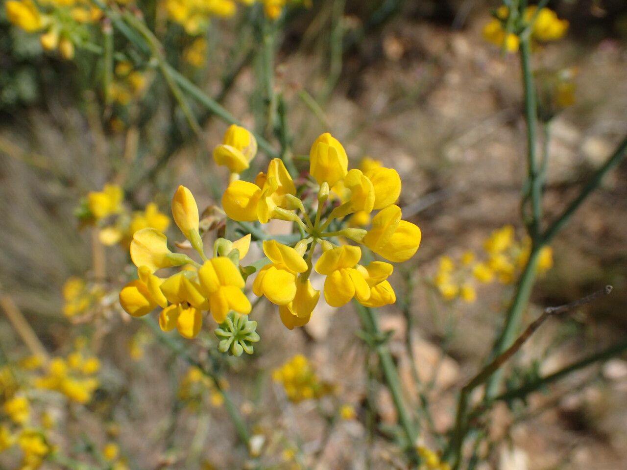 Coronilla Juncea – 10 Semi, Sottile, Fioritura Gialla, Esterno, Facile da Coltivare, Alta Germinabilità, Non-GMO