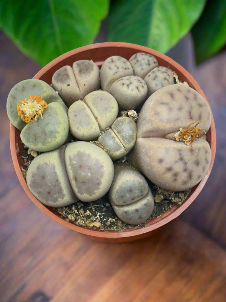 Lithops dinteri - 10 Semi – Alta Germinabilità, Varietà Selezionata, Non-GMO