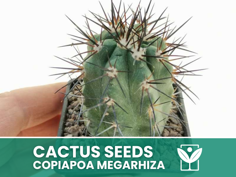 Copiapoa Megarhiza – 10 Semi – Cactus Seeds, Pianta Succulenta, Cactaceae, Fiore, Alta Germinabilità - Botanis - Vendita semi online di piante rare