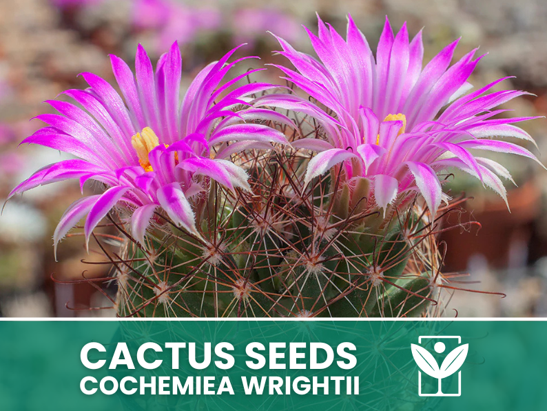 Cochemiea Wrightii – 10 Semi – Cactus Seeds, Pianta Succulenta, Cactaceae, Fiore, Alta Germinabilità - Botanis - Vendita semi online di piante rare