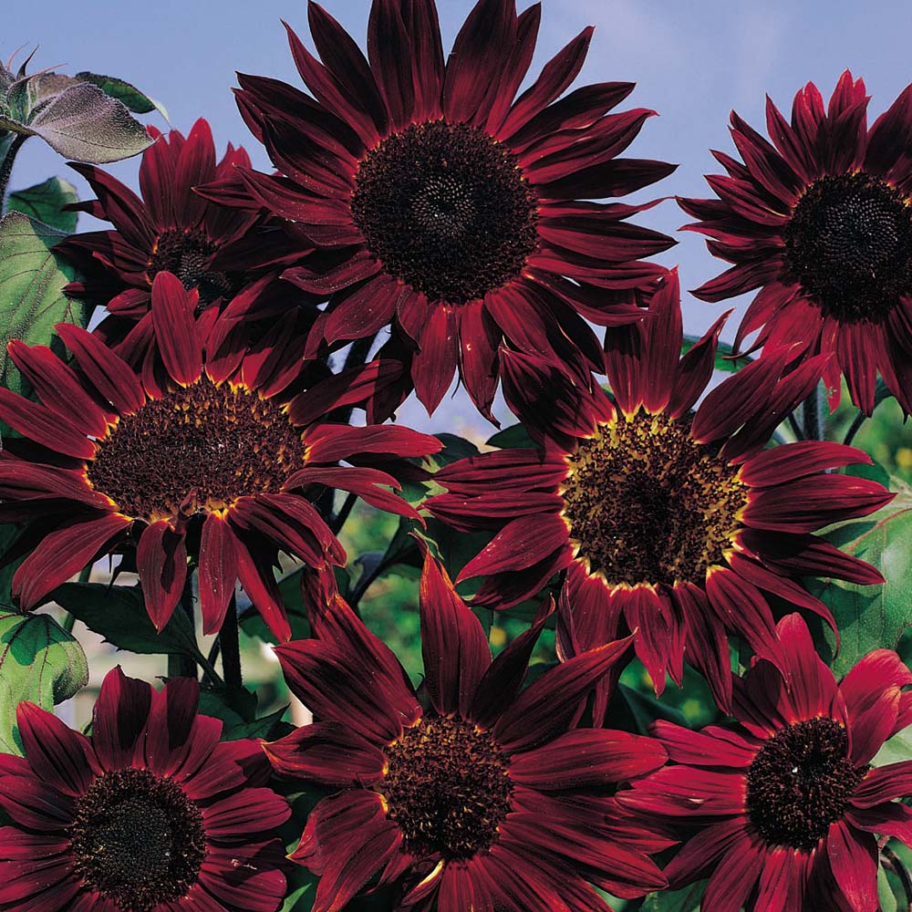 Girasole Prado Red – 30 semi – Ramificato rosso scuro, fioritura ricca, perfetto per aiuole colorate
